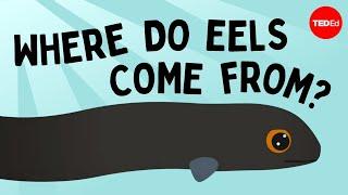 Eli the eel A mysterious migration - James Prosek