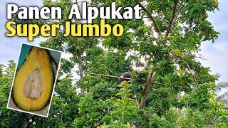 Alpukat Super Jumbo