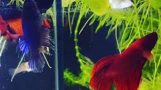 Siamese fighter fish TriColor new addition these males can’t stand each other