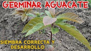  MÉTODOS & SIEMBRA CORRECTA PARA GERMINAR AGUACATE O PALTA PREPARACIÓN Y DESARROLLO DE SEMILLA