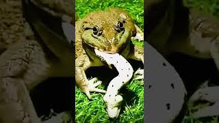 Bullfrog vs. Python   #shortsvideo #shortsfeed #python #snake #frog