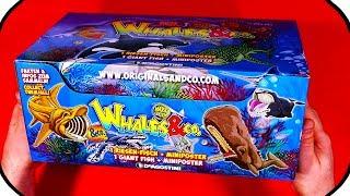 WHALES and CO Figures Maxxi Edition Ƹ̴Ӂ̴Ʒ FULL BOX DeAgostini BLIND BAG UNBOXING