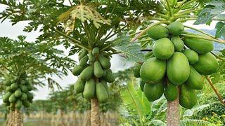 Amazing Process of Growing Harvesting and Processing Papaya
