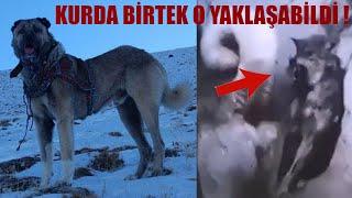 200 KANGALDAN 1 TEK O KURDA YAKLAŞA BİLDİ  KURT BOĞAN KANGAL EFSANE MARAŞLI DELİ  PANTER DEĞİL 