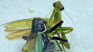 Mantis vs katydid The battle between katydid and Mantis 螳螂vs蝈蝈蝈蝈大战螳螂