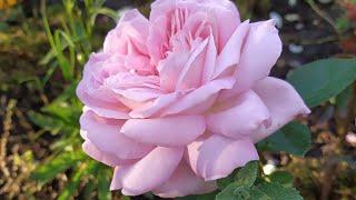 Розы чайно-гибридные в моём саду 16  красивых сортов роз  сезон  2020