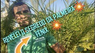 REVELEI O SEGREDO DA PALMEIRA FÊNIX COMO DEIXAR SUA PALMEIRA FÊNIX SEMPRE VERDINHA E LINDA