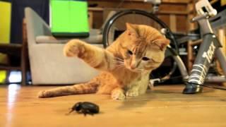 Tired of insects? A perfect non-toxic insectbug exterminator the cat insect vs cats compilation