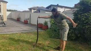 Snake Catcher Removes Giant Eastern Brown Snake From Sydney Familys Garden