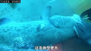 小伙潜入海底捕鱼，没想到澳龙抓到手软#捕鱼 #澳龙