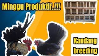 Rekomendasi Kandang jodohan buat ayam Kate  kandang ayam cocok untuk lahan sempit