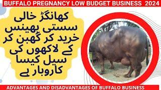 Tokar buffalo business 2024 II Minimum investment dairy business 2024 II Buff pregnancy business