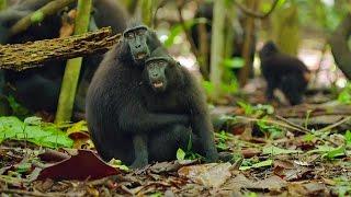 Cute Affectionate Monkeys  Lands of the Monsoon  BBC Earth