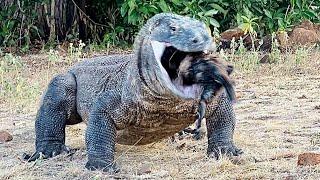 Komodo Dragons Prey On Animal Carcasses Wildly