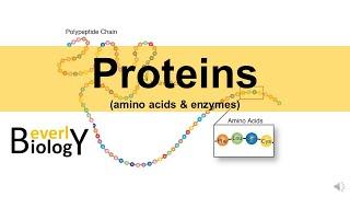 Proteins & Enzymes updated