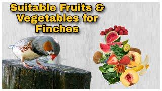 Suitable Fruit and Vegetables For Finches   Food for finches Safe fruits and vegetables for birds