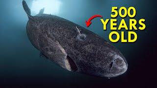 Greenland Shark The Shark That’s Twice As Old As America