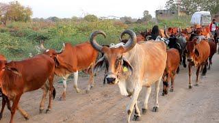 indian gir cow of  Villages  Village life in gujarat HD VIDEO 2021