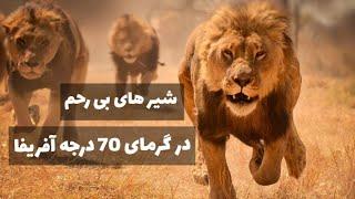 شیر های بی‌رحم آفریقا در گرمای 70 درجه صحرای آفریقا