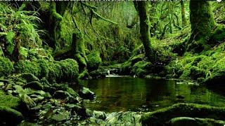 FOREST SOUNDS GENTLE NATURE SOUNDS CHIRPING BIRDS RELAXING NATURE MUSIC