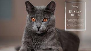 kucing russian blue  kitten