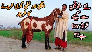 How To Buy  Goats From Mandi  Goat Purchasing Tips