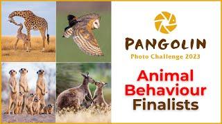Animal Behaviour. Wildlife Photography Competition Finalists