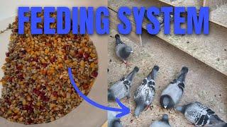 My Feeding System For Racing Pigeons TIPS & TRICKS