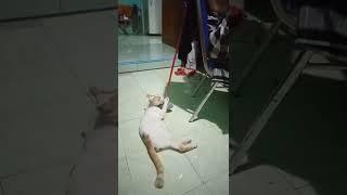 injak kucing