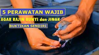 5 Perawatan Wajib Perkutut Agar Rajin Bunyi dan Jinak