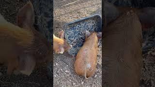 Lazy piglet has to lie down to eat #piglet #cutepiglets #homestead #shorts