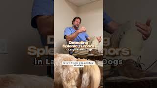 Save Your Dog’s Life with Spleen Ultrasound by Marc Smith DVM MS