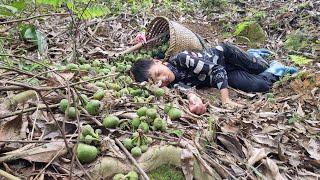 Full video In 35 days make traps to catch fish and harvest watermelons and wild figs to sell