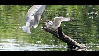 Nature is amazing -  Hovering in air Tern transfers fish to adolescent + Egret devours big fish