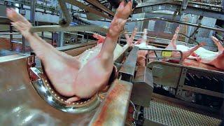 Modern Pig Farming Technology - Semi Automatic Pork Cutting Line - How To Make Bacon & Sausages