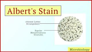 Alberts Staining  Microbiology  Hindi