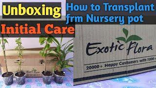 Exoticflora Unboxing  Exoticflora review  Plant transplanting method