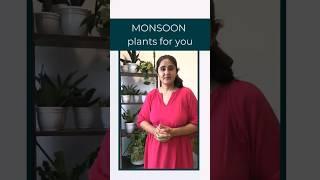 Monsoon plants recommendations - Easy to grow and maintain #gardenup #monsoon #plant