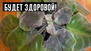 6 Самых Распространенных Болезней Фиалок