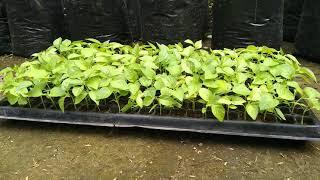 jual bibit cabe siap tanam Kuningan