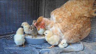 Allevamento domestico del pollame e sua importanza nella piccola economia contadina