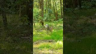 Adorable Baby Deer and Mom #trailcamera #animalshorts #whitetaildeer  #naturelovers #babyanimals