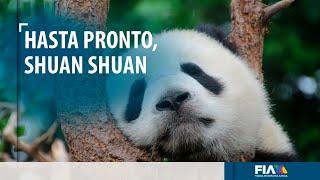 ¡Adiós a Shuan Shuan Murió la panda gigante más longeva del mundo fuera de China