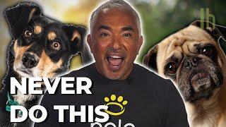 How to Introduce Yourself to a Dog According to Cesar Millan