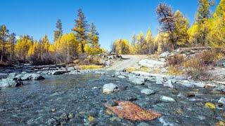 В предгорье Северо-Чуйского хребта река Куркурек осенняя лиственничная тайга.Горный Алтай