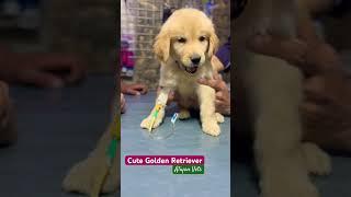 Cute Golden retriever at vet #dog #goldenretriever