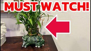 Athena’s Garden Lucky Bamboo Indoor Live Plant Ceramic Planter Flower Elephant