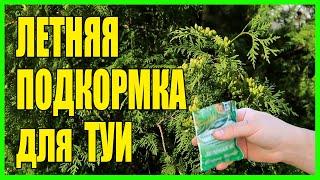 ЛЕТНЯЯ ПОДКОРМКА ДЛЯ ТУИ. ЧЕМ ПОДКРОМИТЬ ТУЮ ЛЕТОМ?