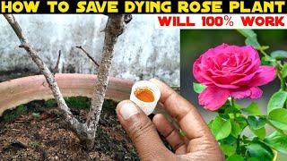 Amazing How To Revive Dying Rose Plant From Scale Disease On Stem Will 100% Working Great Result