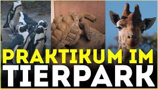 Giraffen-Kacke & Schildkröten die...  Praktikum im Tierpark Berlin